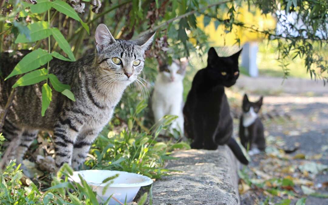 8 Best Cat Food to Feed Stray Cats 2023