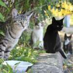8 Best Cat Food to Feed Stray Cats 2023