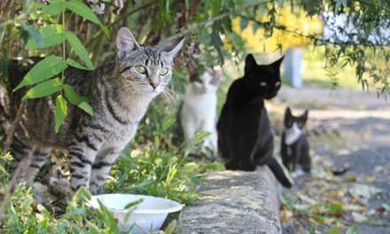 8 Best Cat Food to Feed Stray Cats 2022