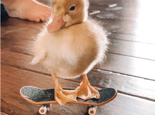 Duckboarding!