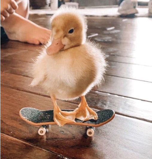 Duckboarding!