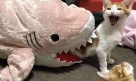 AHHHHHH!