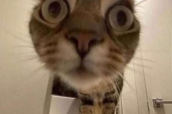 Hello?