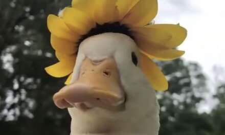 Duck with flower hat~