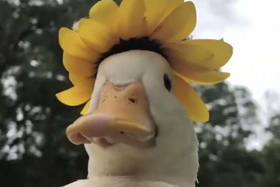 Duck with flower hat~