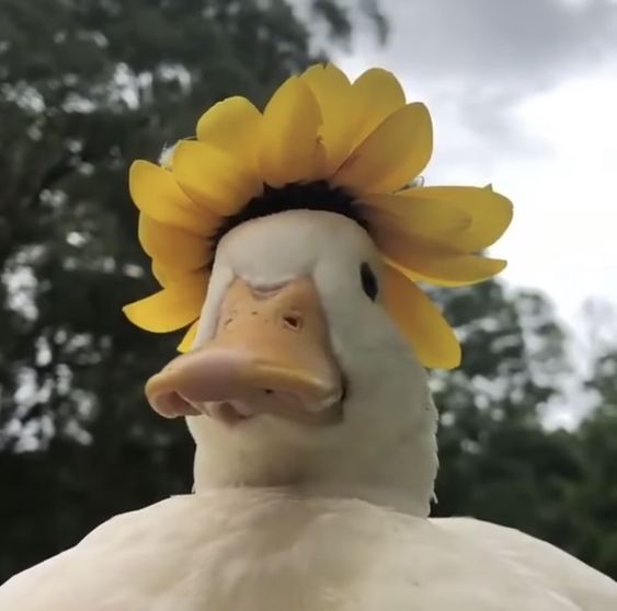 Duck with flower hat~