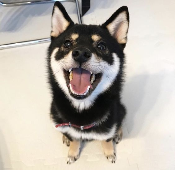 Happy Puppy!