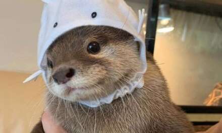 Otter With Cute Hat~