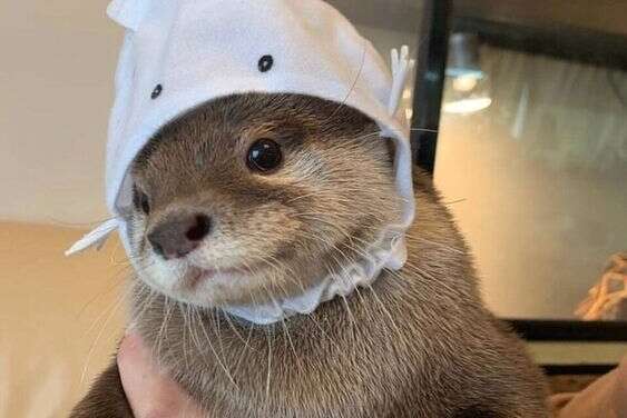 Otter With Cute Hat~