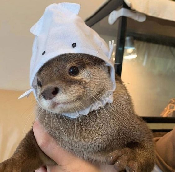 Otter With Cute Hat~