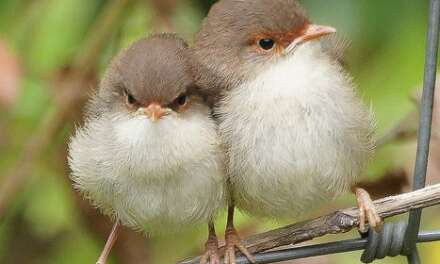 Birdy cuddling~