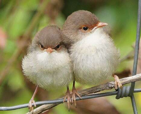 Birdy cuddling~