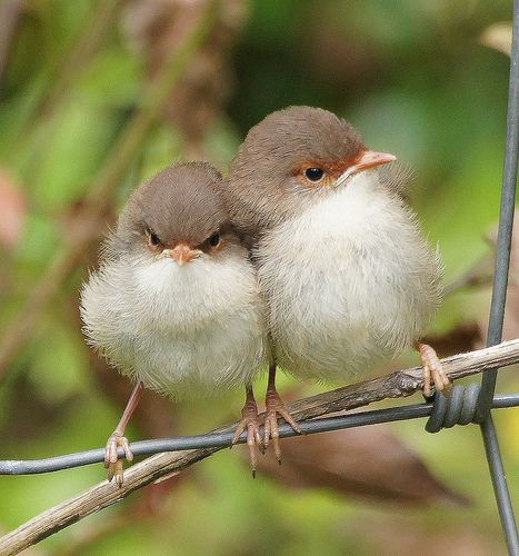 Birdy cuddling~