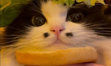 Cat Burger