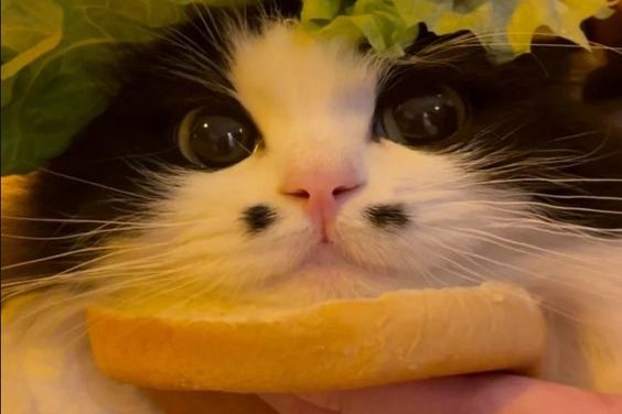 Cat Burger