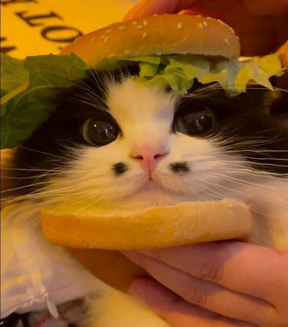 Cat Burger