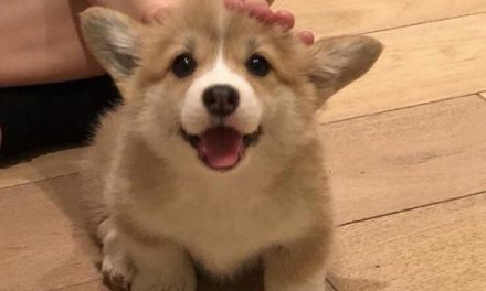 Cute Puppy Corgi