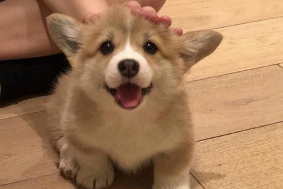 Cute Puppy Corgi