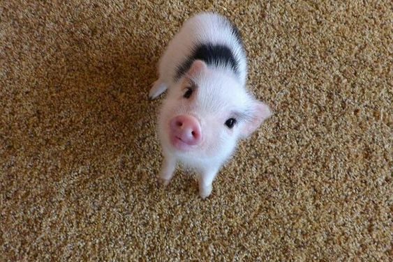 Hi Piglet!