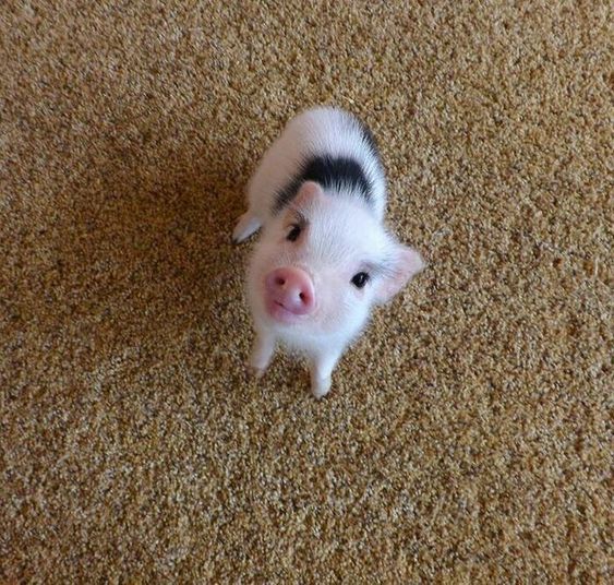 Hi Piglet!