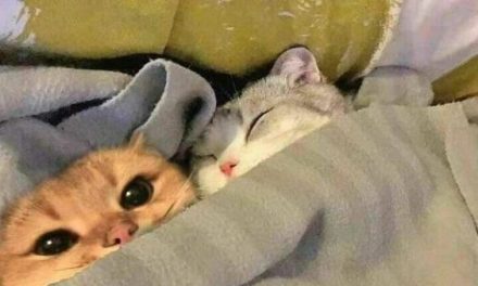 Kittens Snuggle