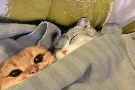 Kittens Snuggle