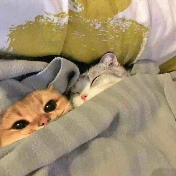 Kittens Snuggle