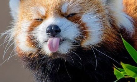 Little Red Panda Makes Silly Face