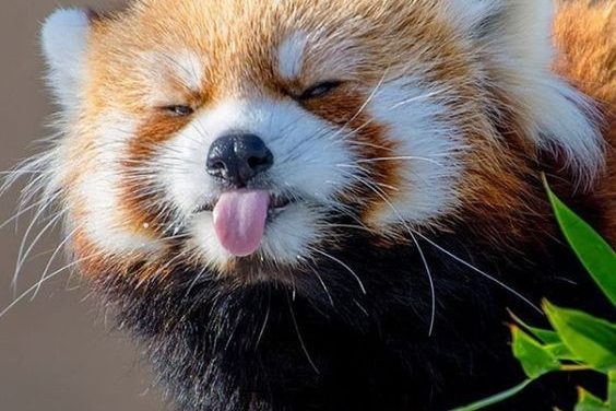 Little Red Panda Makes Silly Face