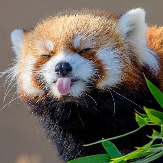 Little Red Panda Makes Silly Face