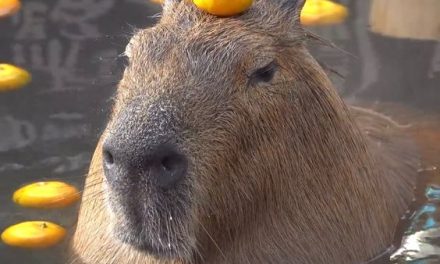 My Spiritual Animal