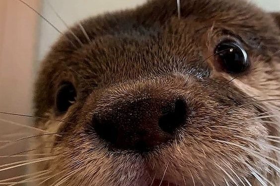 Otterly Beautiful