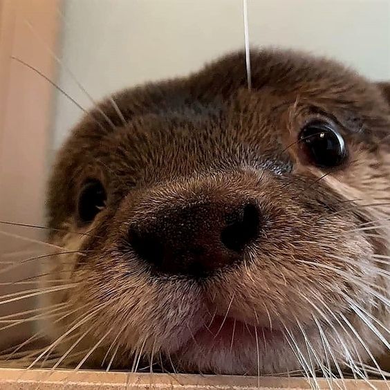 Otterly Beautiful