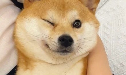 Cute Shiba Inu