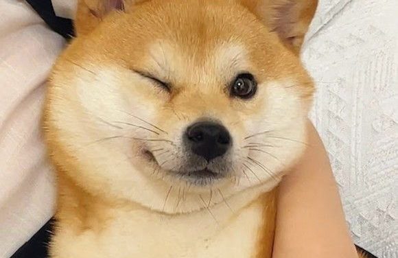 Cute Shiba Inu