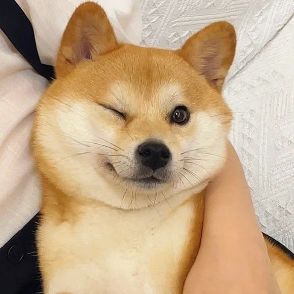 Cute Shiba Inu