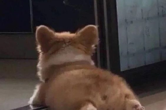 Cute Corgi Butt