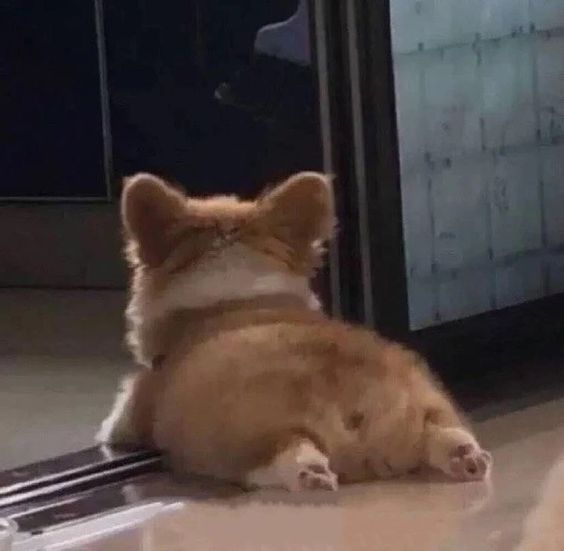 Cute Corgi Butt