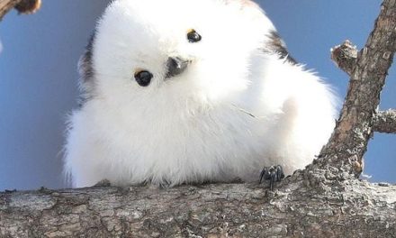 Fluffy Little Bird