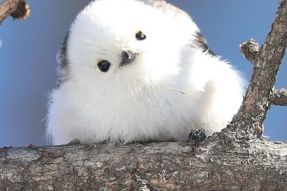 Fluffy Little Bird