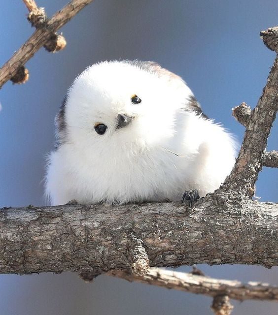 Fluffy Little Bird