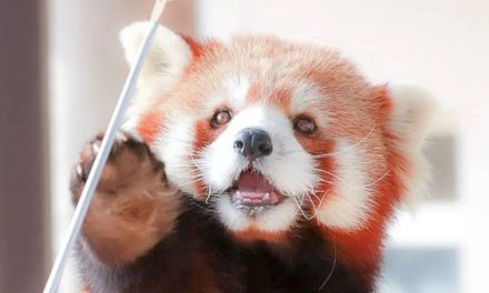 Happy Red Panda