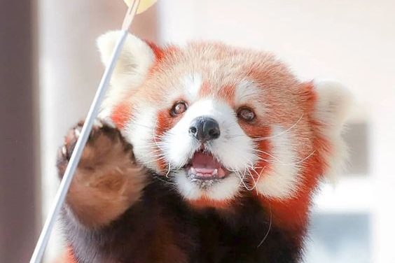 Happy Red Panda