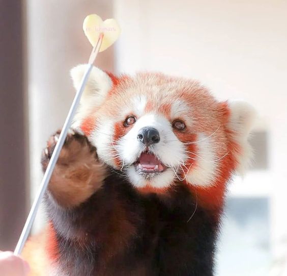 Happy Red Panda