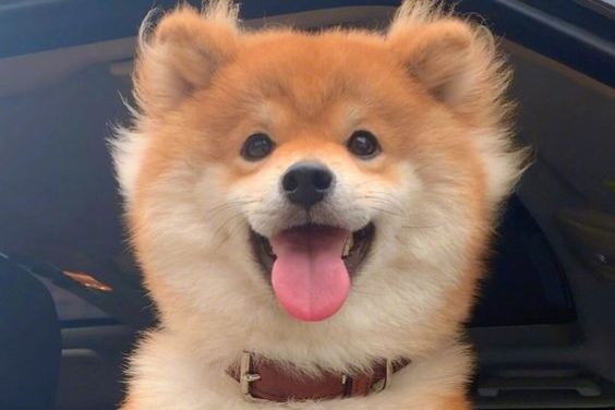 A Happy Puppy！
