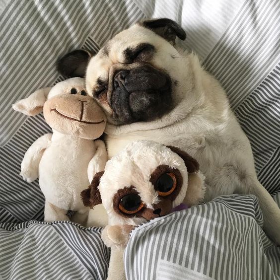 Pug got a new toy!