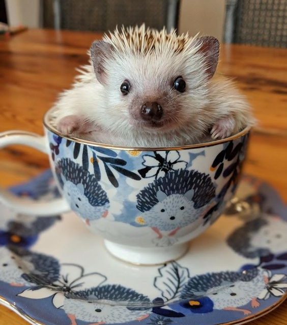 Cup Hedge!