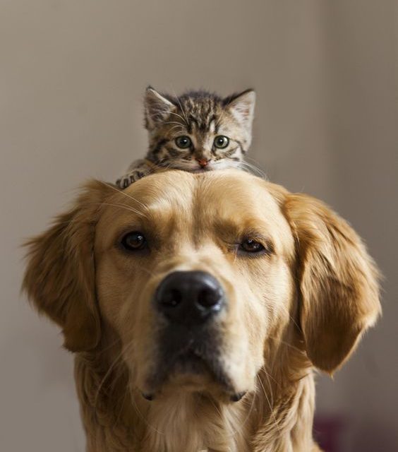 Dog on Duty