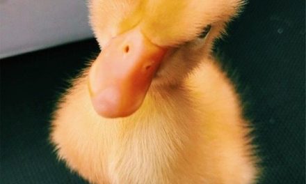 Little Quacker!