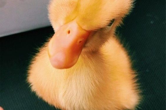 Little Quacker!